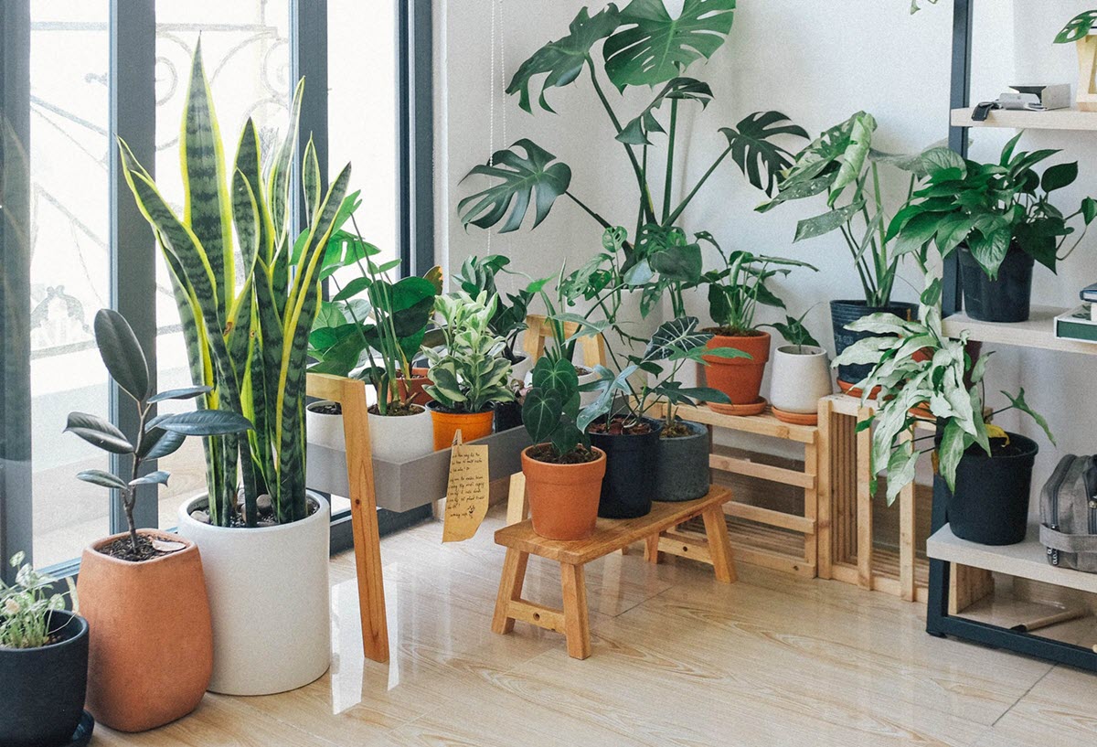 The Benefits of House Plants